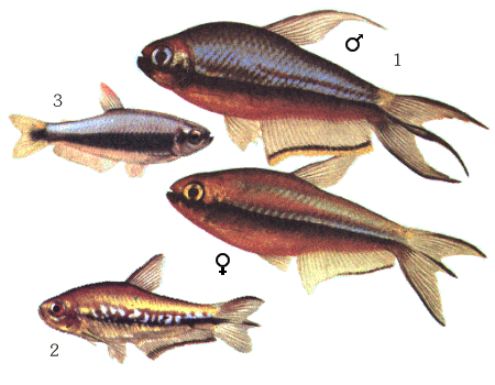 fish009.gif (54067 )