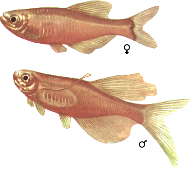 fish010.gif (51717 )