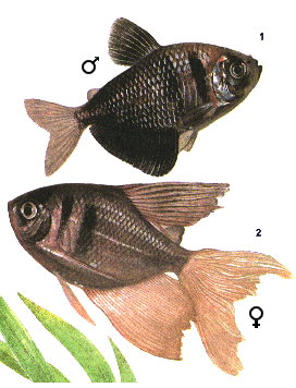 fish012.gif (42230 )