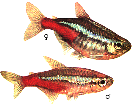 fish015.gif (55944 )