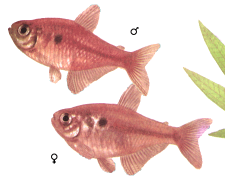 fish020.gif (44531 )