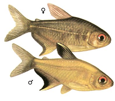 fish022.gif (58775 )