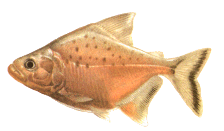 fish027.gif (37633 )