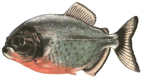 fish028.gif (63911 )