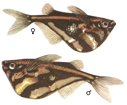 fish031.gif (65459 )