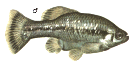 fish035.gif (49642 )