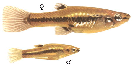fish038.gif (37435 )