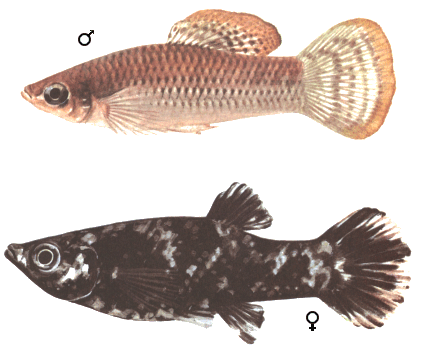 fish045.gif (64567 )