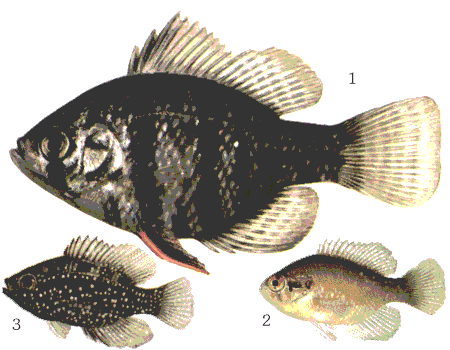 fish062.gif (29681 )