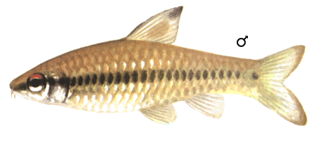 fish065.gif (35652 )
