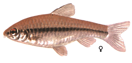 fish066.gif (37152 )