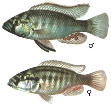 fish093.gif (60417 )