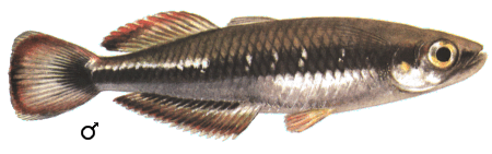 fish103.gif (34764 )