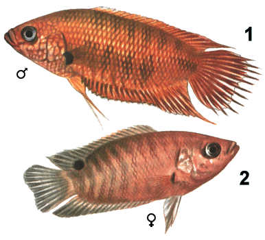 fish110.gif (65423 )