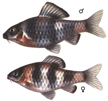 fish122.gif (61207 )