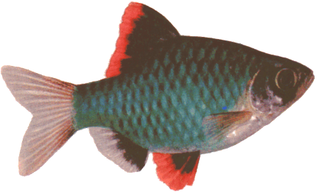 fish128.gif (48319 )