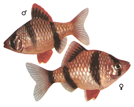 fish129.gif (50284 )