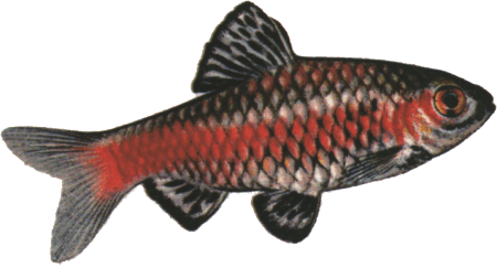 fish130.gif (47180 )