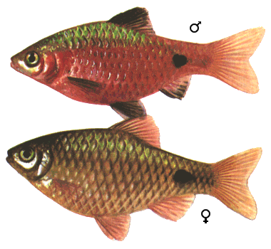 fish131.gif (44592 )