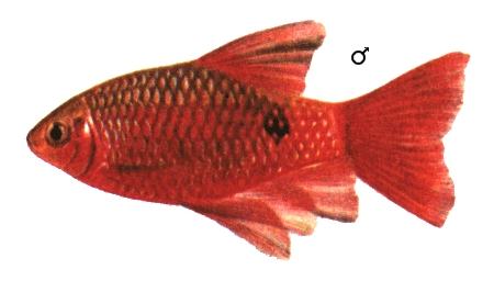 fish132.gif (34390 )